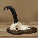Gamsgeweih Bock SL bis 20,7cm Gems Geweih auf Trophäenschild 47.293