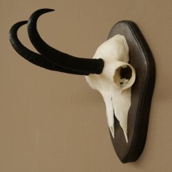 Gamsgeweih Bock SL bis 20,7cm Gems Geweih auf Trophäenschild 47.293