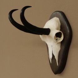 Gamsgeweih Bock SL bis 20,7cm Gems Geweih auf Trophäenschild 47.293