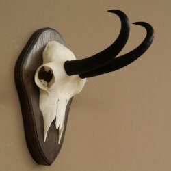 Gamsgeweih Bock SL bis 20,7cm Gems Geweih auf Trophäenschild 47.293