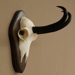 Gamsgeweih Bock SL bis 20,7cm Gems Geweih auf Trophäenschild 47.293