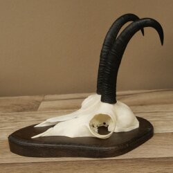 Gamsgeweih Bock SL bis 20,7cm Gems Geweih auf Trophäenschild 47.293