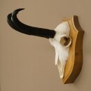 Gamsgeweih Bock SL bis 21,8cm Gems Geweih auf Trophäenschild 47.294