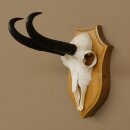 Gamsgeweih Bock SL bis 21,8cm Gems Geweih auf Trophäenschild 47.294