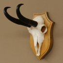 Gamsgeweih Bock SL bis 21,8cm Gems Geweih auf Trophäenschild 47.294