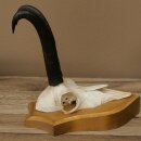 Gamsgeweih Bock SL bis 21,8cm Gems Geweih auf Trophäenschild 47.294