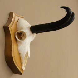 Gamsgeweih Bock SL bis 21,8cm Gems Geweih auf Trophäenschild 47.294
