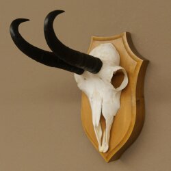 Gamsgeweih Bock SL bis 21,8cm Gems Geweih auf Trophäenschild 47.294