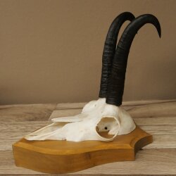 Gamsgeweih Bock SL bis 21,8cm Gems Geweih auf Trophäenschild 47.294