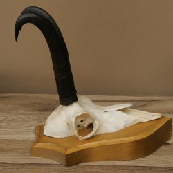Gamsgeweih Bock SL bis 21,8cm Gems Geweih auf Trophäenschild 47.294
