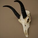 Riedbock, maschio, antilope, HL 18 cm, trofeo con cranio, trofeo africano