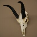 Riedbock, maschio, antilope, HL 18 cm, trofeo con cranio, trofeo africano