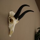 Riedbock, maschio, antilope, HL 18 cm, trofeo con cranio, trofeo africano