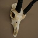 Riedbock, maschio, antilope, HL 18 cm, trofeo con cranio, trofeo africano