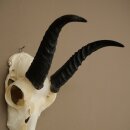 Riedbock, maschio, antilope, HL 18 cm, trofeo con cranio, trofeo africano