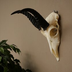 Riedbock, maschio, antilope, HL 18 cm, trofeo con cranio, trofeo africano