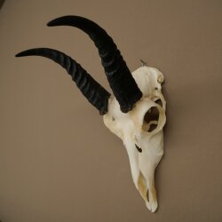 Riedbock, maschio, antilope, HL 18 cm, trofeo con cranio, trofeo africano