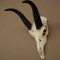 Riedbock, maschio, antilope, HL 18 cm, trofeo con cranio, trofeo africano