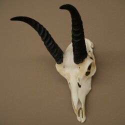 Riedbock, maschio, antilope, HL 18 cm, trofeo con cranio, trofeo africano