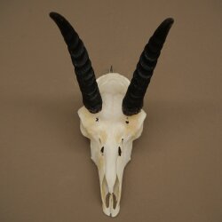 Riedbock, maschio, antilope, HL 18 cm, trofeo con cranio, trofeo africano