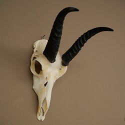 Riedbock, maschio, antilope, HL 18 cm, trofeo con cranio, trofeo africano