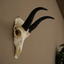 Riedbock, maschio, antilope, HL 18 cm, trofeo con cranio, trofeo africano