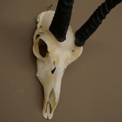 Riedbock, maschio, antilope, HL 18 cm, trofeo con cranio, trofeo africano