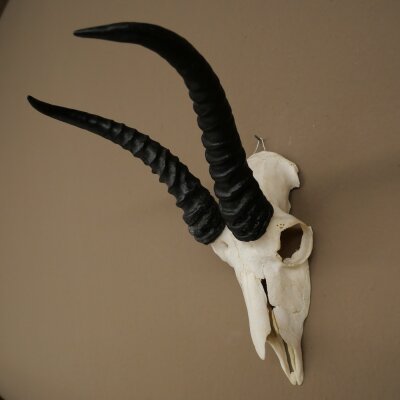 Trofeo di antilope springbok - Trofeo di cranio - Altezza 21,5 cm - 88.6.114