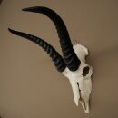 Trofeo di antilope springbok - Trofeo di cranio - Altezza 21,5 cm - 88.6.114