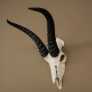 Trofeo di antilope springbok - Trofeo di cranio - Altezza 21,5 cm - 88.6.114