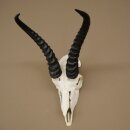 Trofeo di antilope springbok - Trofeo di cranio - Altezza 21,5 cm - 88.6.114