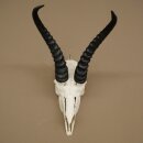 Trofeo di antilope springbok - Trofeo di cranio - Altezza 21,5 cm - 88.6.114