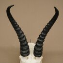 Trofeo di antilope springbok - Trofeo di cranio - Altezza 21,5 cm - 88.6.114