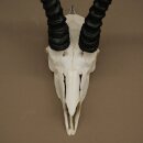 Trofeo di antilope springbok - Trofeo di cranio - Altezza 21,5 cm - 88.6.114