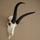 Trofeo di antilope springbok - Trofeo di cranio - Altezza 21,5 cm - 88.6.114
