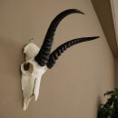 Trofeo di antilope springbok - Trofeo di cranio - Altezza 21,5 cm - 88.6.114