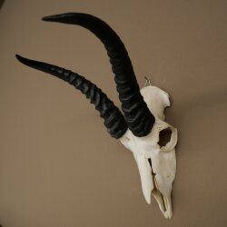 Trofeo di antilope springbok - Trofeo di cranio - Altezza 21,5 cm - 88.6.114