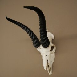 Trofeo di antilope springbok - Trofeo di cranio - Altezza 21,5 cm - 88.6.114