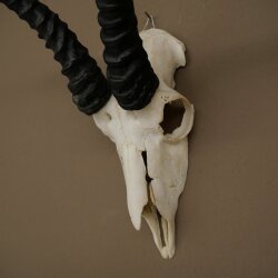 Trofeo di antilope springbok - Trofeo di cranio - Altezza 21,5 cm - 88.6.114