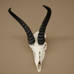 Trofeo di antilope springbok - Trofeo di cranio - Altezza 21,5 cm - 88.6.114