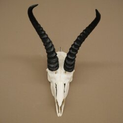 Trofeo di antilope springbok - Trofeo di cranio - Altezza 21,5 cm - 88.6.114