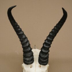 Trofeo di antilope springbok - Trofeo di cranio - Altezza 21,5 cm - 88.6.114