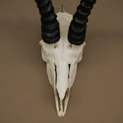 Trofeo di antilope springbok - Trofeo di cranio - Altezza 21,5 cm - 88.6.114