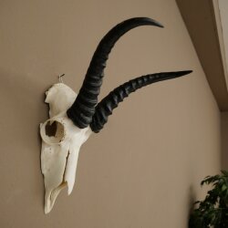Trofeo di antilope springbok - Trofeo di cranio - Altezza 21,5 cm - 88.6.114