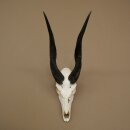 Buschbock (Tragelaphus scriptus) Antilope Schädeltrophäe Afrika Jagdtrophäe HL 33 cm