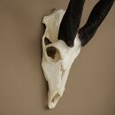 Buschbock (Tragelaphus scriptus) Antilope Schädeltrophäe Afrika Jagdtrophäe HL 33 cm