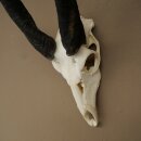 Buschbock (Tragelaphus scriptus) Antilope Schädeltrophäe Afrika Jagdtrophäe HL 33 cm