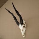 Buschbock (Tragelaphus scriptus) Antilope Schädeltrophäe Afrika Jagdtrophäe HL 33 cm