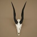 Buschbock (Tragelaphus scriptus) Antilope Schädeltrophäe Afrika Jagdtrophäe HL 33 cm