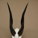 Buschbock (Tragelaphus scriptus) Antilope Schädeltrophäe Afrika Jagdtrophäe HL 33 cm